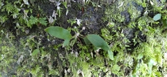 Pyrrosia