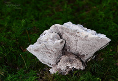 Hydnellum suaveolens