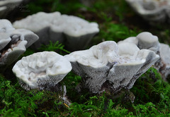 Hydnellum suaveolens