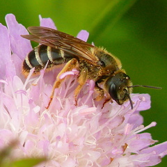 Halictus quadricinctus