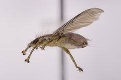 Ornithomya anchineuria