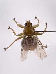 Ornithomya anchineuria