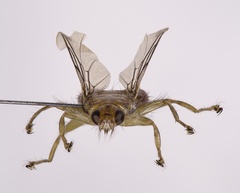 Ornithomya anchineuria