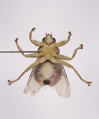 Ornithomya anchineuria