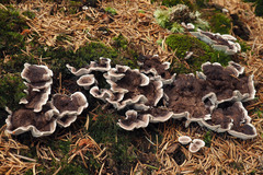 Phellodon tomentosus