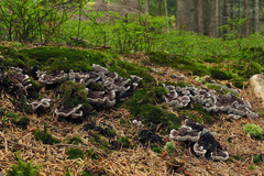 Phellodon tomentosus