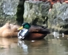 Anas platyrhynchos domesticus