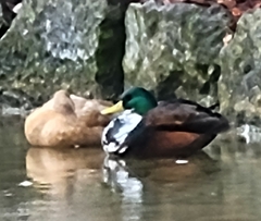 Anas platyrhynchos domesticus