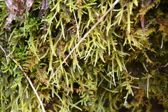 Claopodium crispifolium
