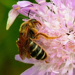 Halictus quadricinctus