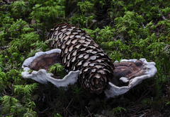Phellodon tomentosus