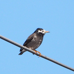 Spodiopsar cineraceus