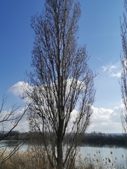 Populus nigra
