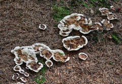 Phellodon tomentosus