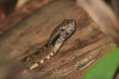 Bothrops atrox