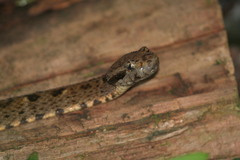 Bothrops atrox