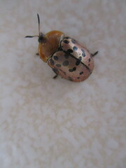 Conchyloctenia punctata