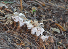 Phellodon tomentosus