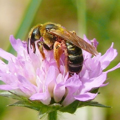 Halictus quadricinctus
