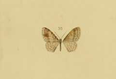 Hydrelia latsaria