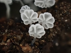 Mycena lazulina