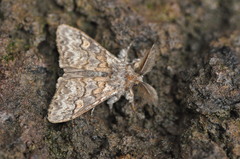 Calliteara fortunata