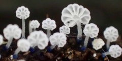 Mycena lazulina