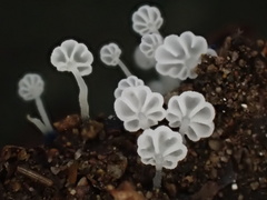 Mycena lazulina