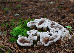 Phellodon tomentosus