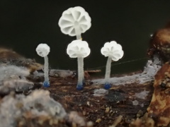 Mycena lazulina