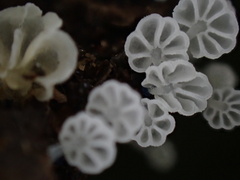 Mycena lazulina