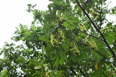 Pterocarya stenoptera