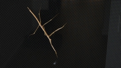 Archimantis latistyla