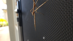 Archimantis latistyla