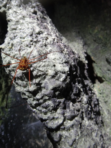 daddy longlegs