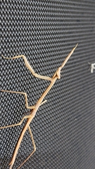 Archimantis latistyla