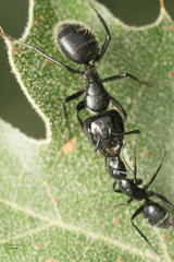 Camponotus laevissimus