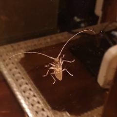 Temnosternus planiusculus