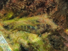 Parablennius tasmanianus