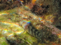 Parablennius tasmanianus