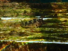 Parablennius tasmanianus