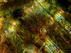 Parablennius tasmanianus