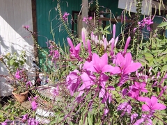 Cleome speciosa