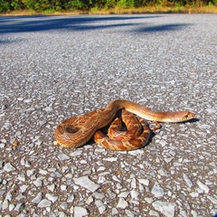 Pituophis melanoleucus mugitus