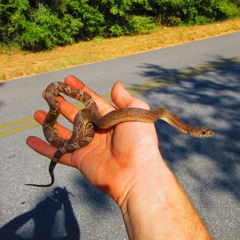 Pituophis melanoleucus mugitus