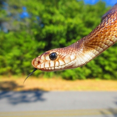 Pituophis melanoleucus mugitus