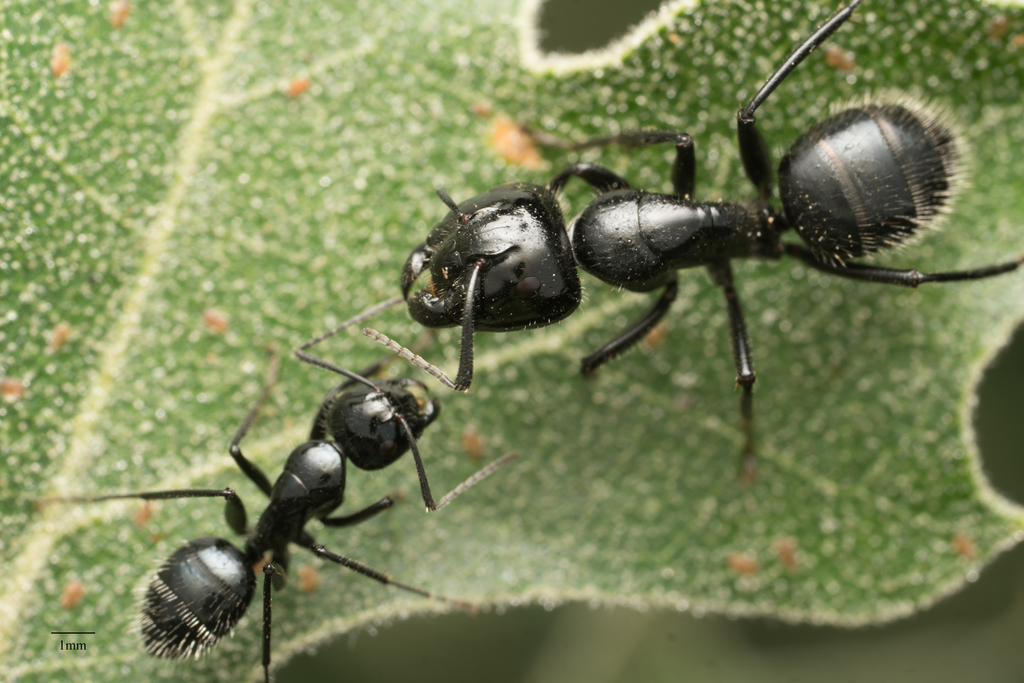 Carpenter And Sugar Ants