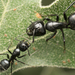 Hairy Smooth Carpenter Ant - Photo no rights reserved, uploaded by Jesse Rorabaugh
