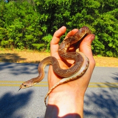 Pituophis melanoleucus mugitus