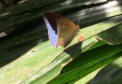 Tanaecia iapis puseda